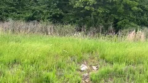Cicada Swarm Video Released In Arkansas
