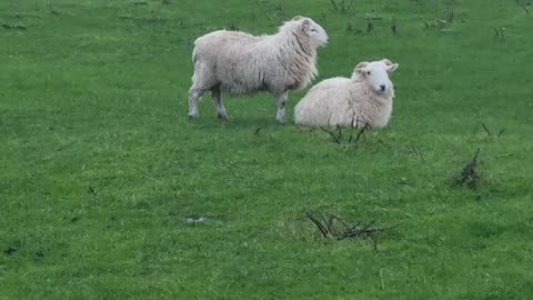Sheep In A Field In Great Britain. On A Grass Field.