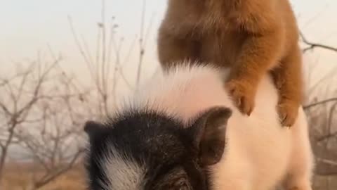 Puppy playing with baby pig caught on camera!