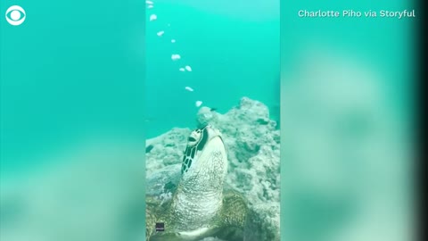 Sea turtle blows underwater bubbles