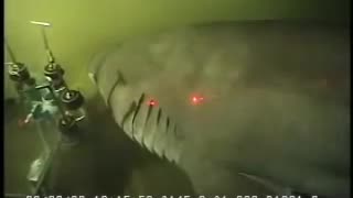 RARE MASSIVE 6-GILL SHARK SIGHTING AT 3300 FT DEPTH!!