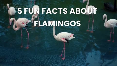 Fun facts about Flamingos