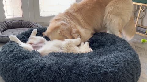 Golden Retriever Confused by Puppy Occupying his Bed when she has her own