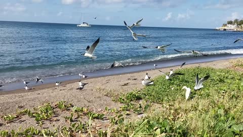 Seabirds Flocks On The Seashore For Food