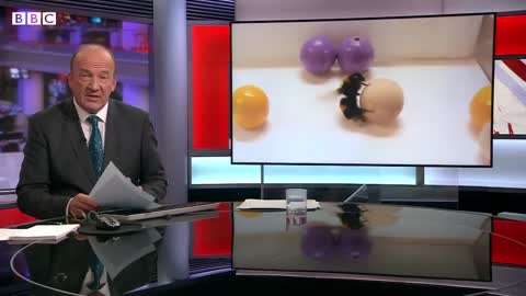 Bumblebees enjoy playing with balls, accord