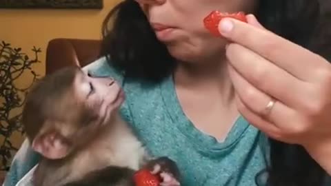 Adorable video of a cute monkey and its vet eating strawberries 🥺 | Short Clips