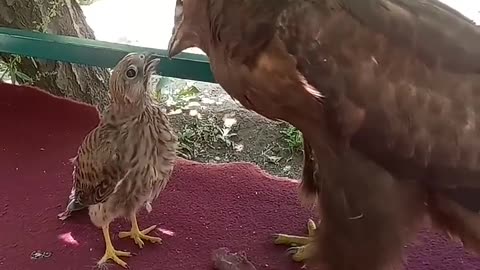 The falcon thinks the eagle is his mother and asks the eagle to feed him.😱🐀🦅