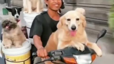 Dogs enjoy riding a bike