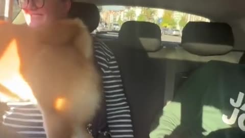 When Your Dog's Legs Are Off-Limits! Try not to laugh challenge.