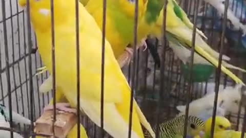 Lovely and Funny Animals Cute Parrot and Funny Parrot video Clip 2021 20