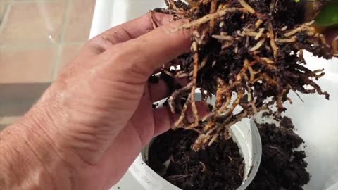 Guarachea Black Comet and Self-Watering | Coco Coir to Leca | Repotting The EASY Way | Ninja Orchids