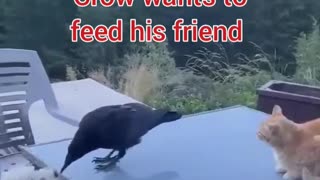 Crow and Puppy's friendship,🤓 Funny and cute animals