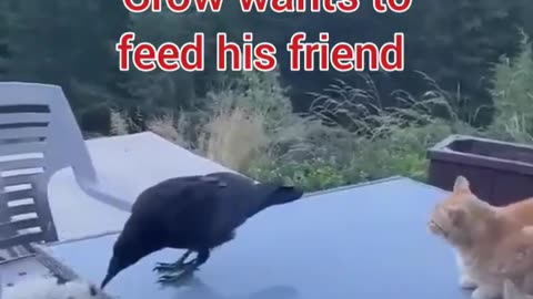 Crow and Puppy's friendship,🤓 Funny and cute animals