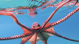 Octopus Swims Along the Surface