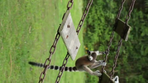 Lemur cubs, grab the cable bridge and play # ring-tailed lemur