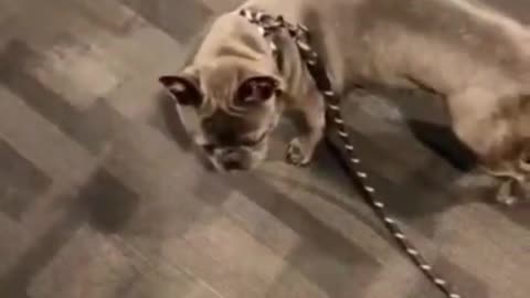 Funny Dog Fail Cute Runaway