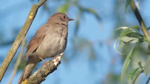 Los cantos de aves más hermosos