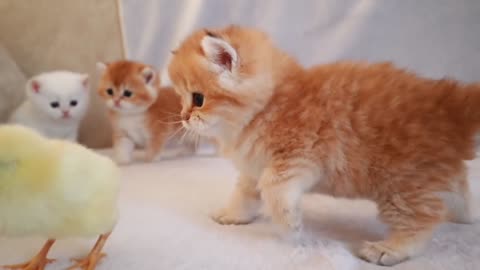 Kittens are playing with little chicken