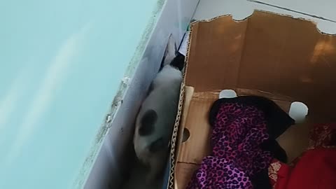 Cat has priceless reaction after spotting a bird