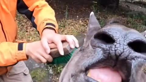 Tapir enjoying his cleaning - brushing Tapir