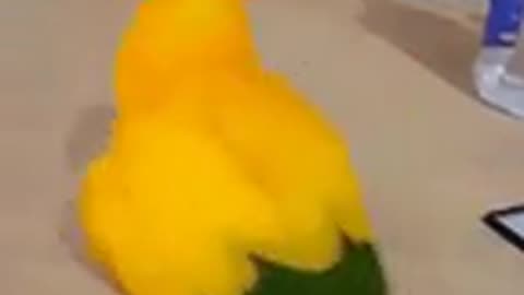 A cute parrot 🦜