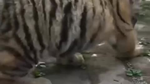 Tiger 🐅 video | Tiger funny moments 😄 video