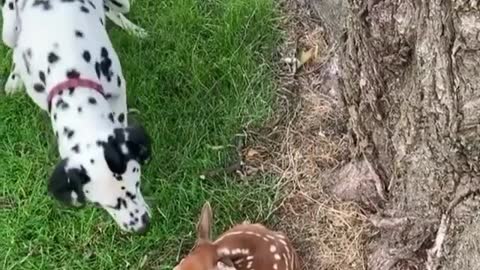 A dog plays with a goat