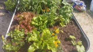 2022 Community Garden Plots