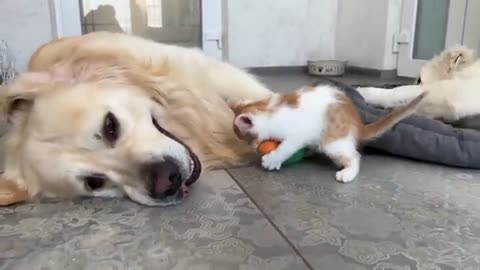 Kitten plays with Golden Retrievers