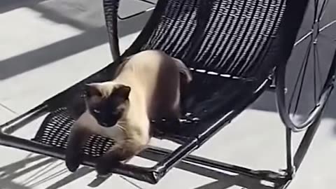 Too Funny This Cat Loves 🤪The Rocking Chair!