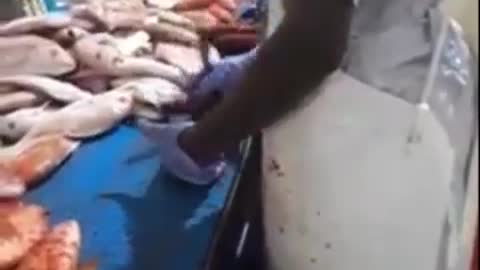 EVEN THE FISH IS FAKE NOW..