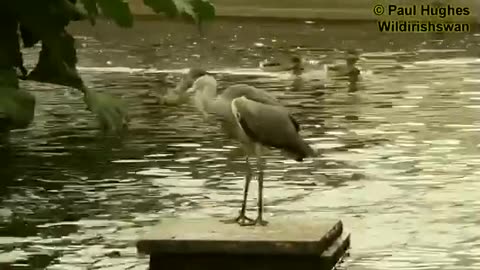 When a heron eat duckling