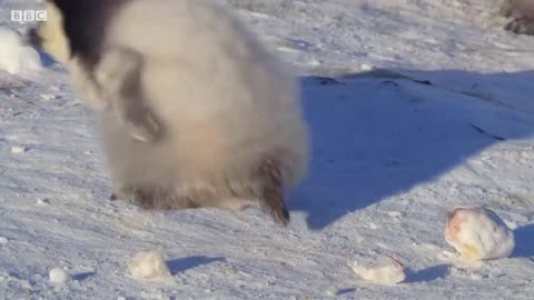 Baby Penguin Tries To Make Friends | Snow Chick: A Penguin's Tale | BBC Earth