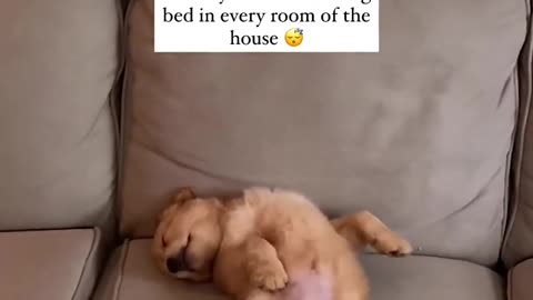 Puppies Sleep like Angels!