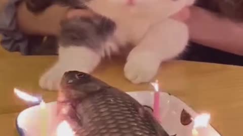 Cat birthday funny video