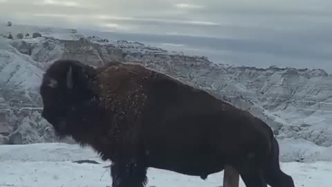 Wild Buffalo Needs A Scratch😂