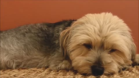 Cute Dog Videos Part 2 | Puppies | Sleeping | Dog |