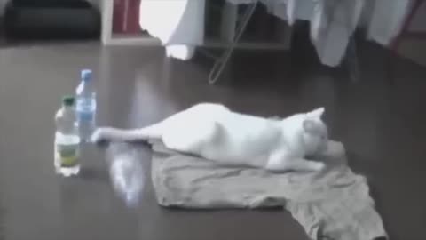 😂funny 😂cat video