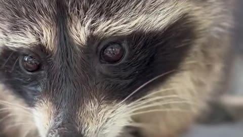 North American raccoon
