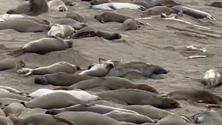 San Simeon elephant seals