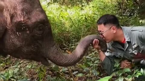 A scene of love#fyp #animals #elephant