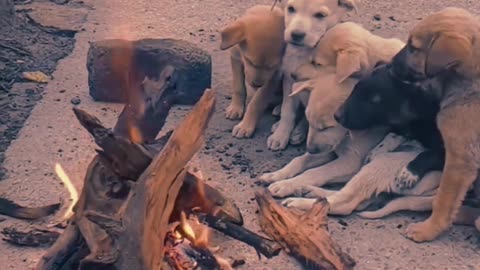 Some helpless dogs are sitting by the fire in winter