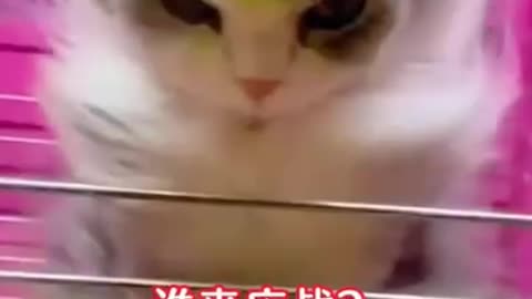 The fighter cat