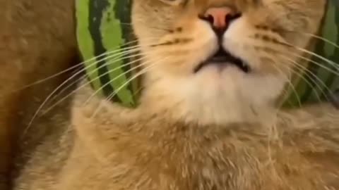 Funny cat