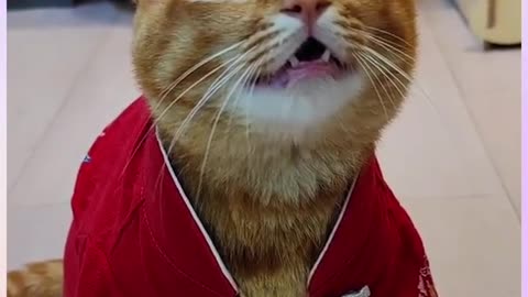 Singing cat | part 9 must watch