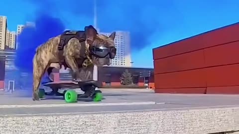 Smart dog sport
