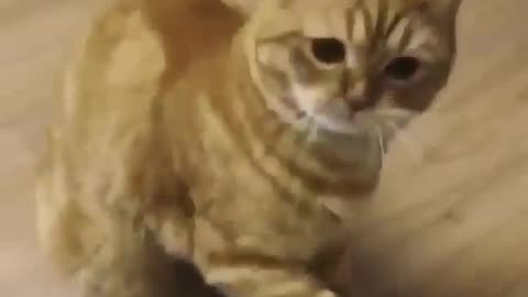 Best Acting Award Goes to this Funny Cat | Funny Pet Video
