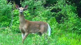 White-tailed deer