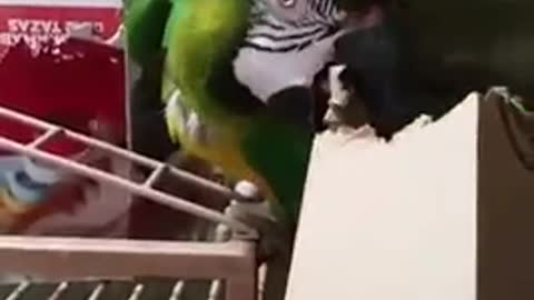 Sam the macaw shreds a box