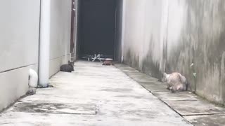 NINJA CAT - WATCHOUT